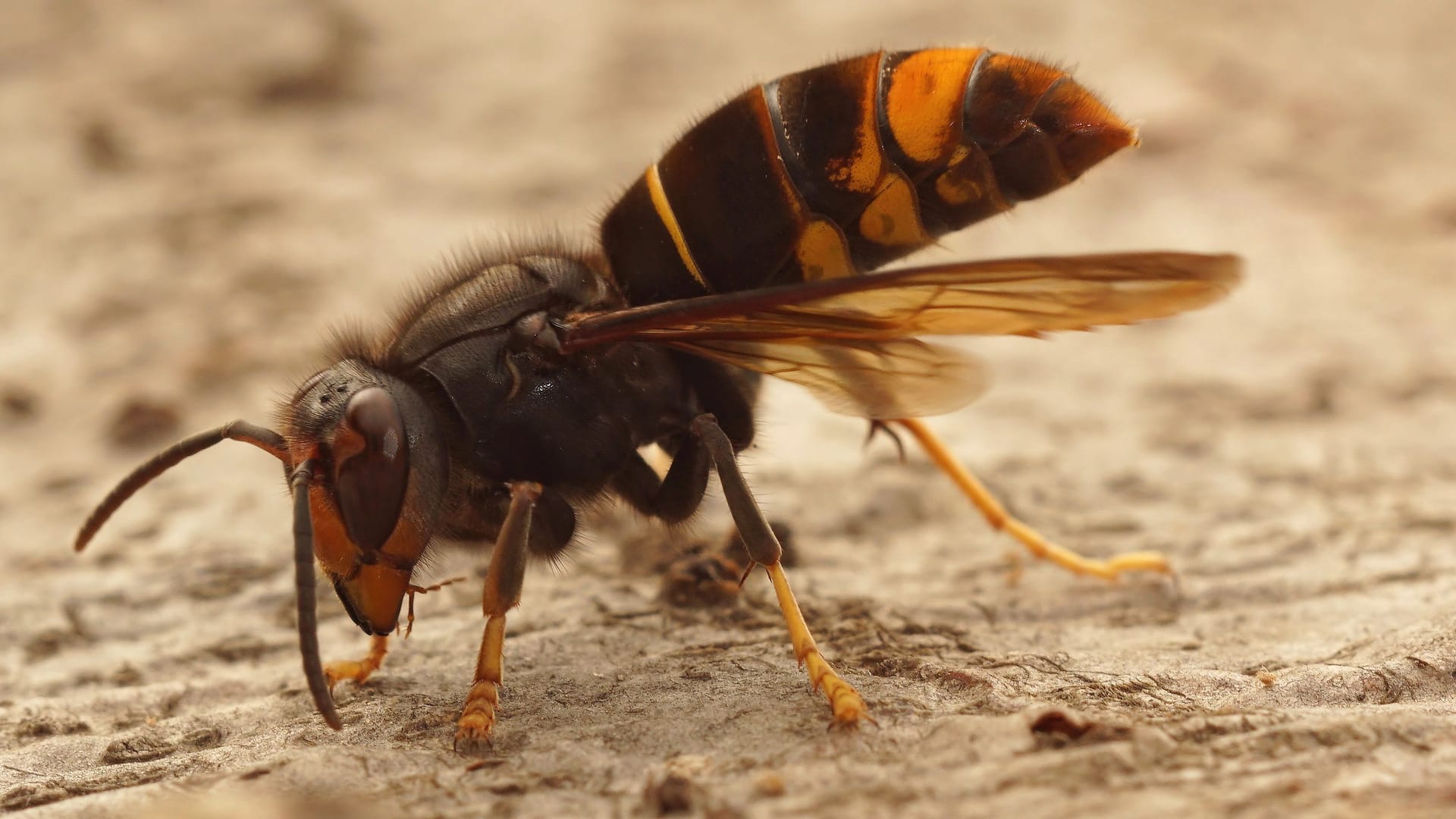 Asiatische Hornisse: Die invasive Art stellt eine Bedrohung für heimische Bienen dar.