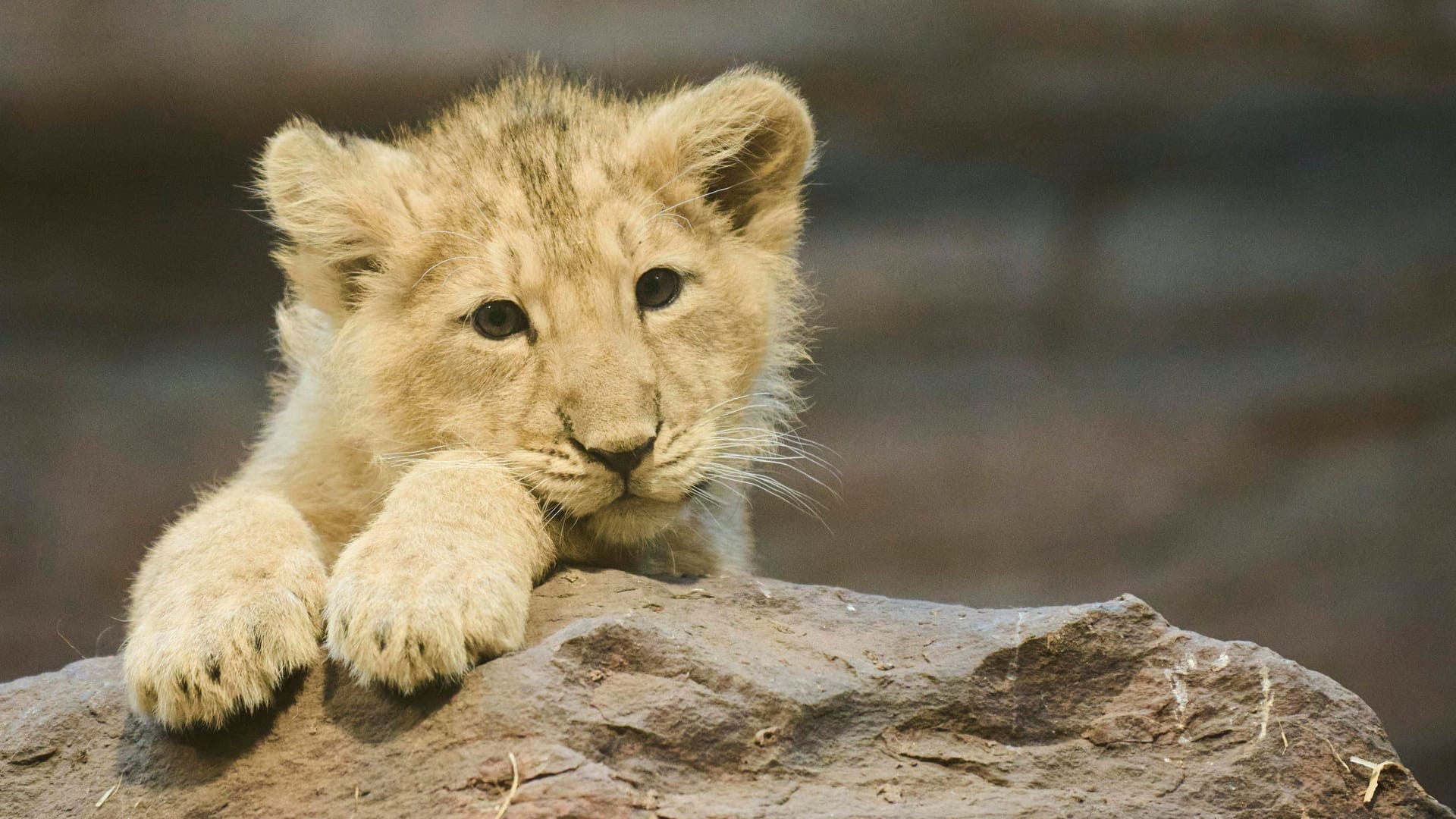 Asiatischer Löwenjungtier in einem Zoo (Symbolfoto): In Nürnberg wurde ein Löwenbaby nur wenige Tage alt.