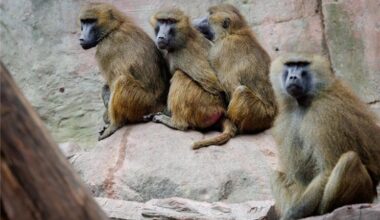 Zoo Dortmund schließt Tier-Tötung nicht aus
