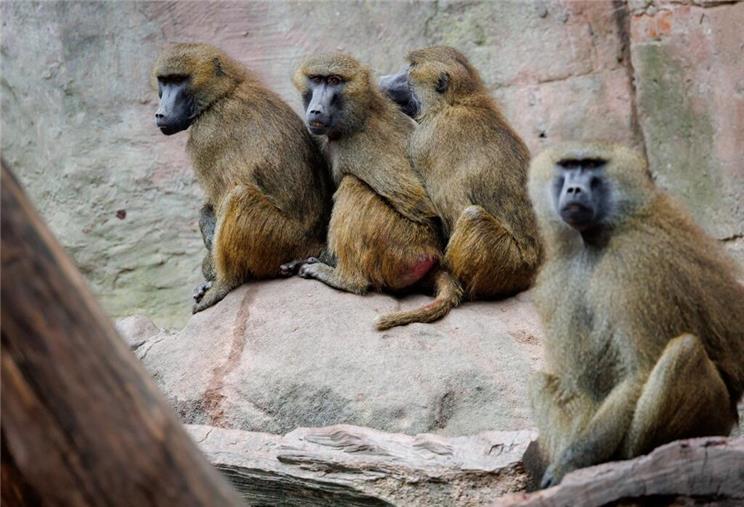 Zoo Dortmund schließt Tier-Tötung nicht aus