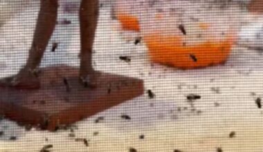 Diese Fliegen spucken Kunst | News