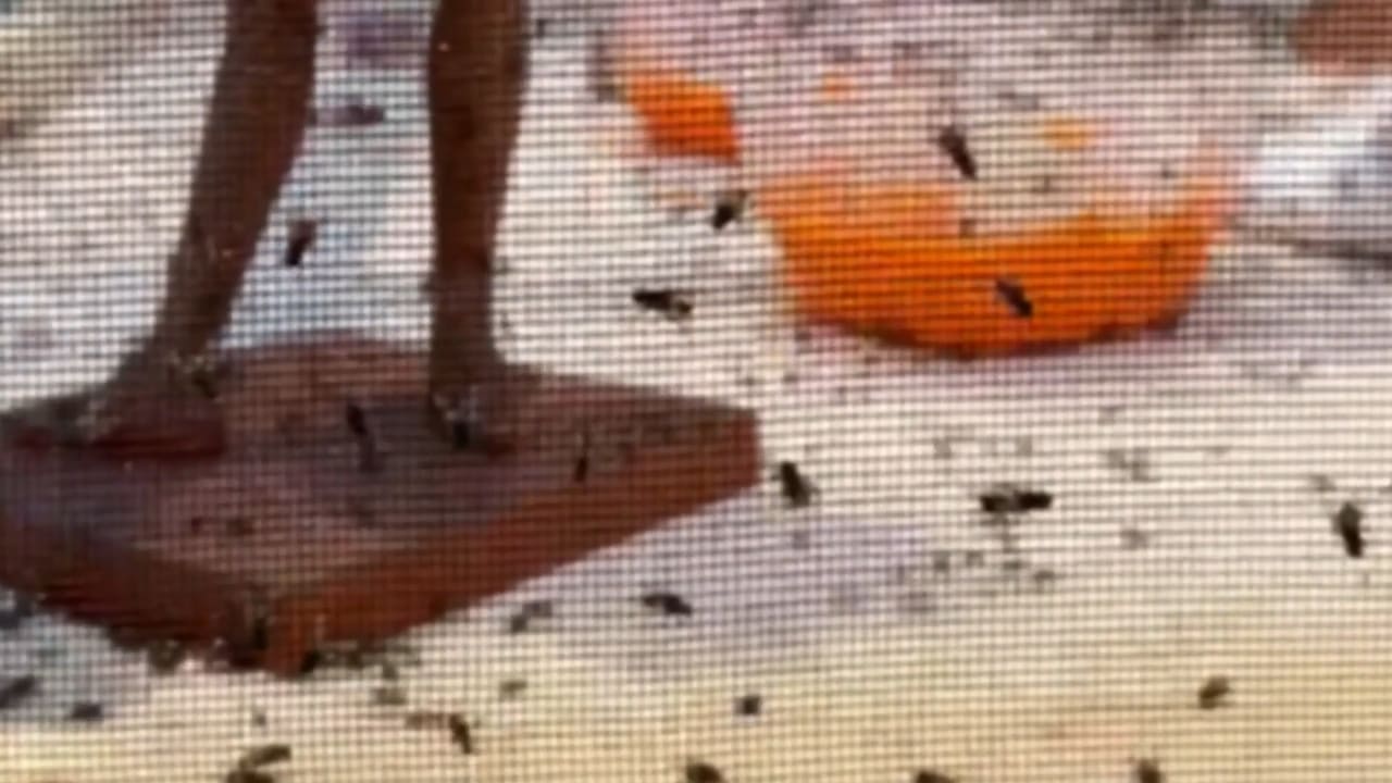 Diese Fliegen spucken Kunst | News