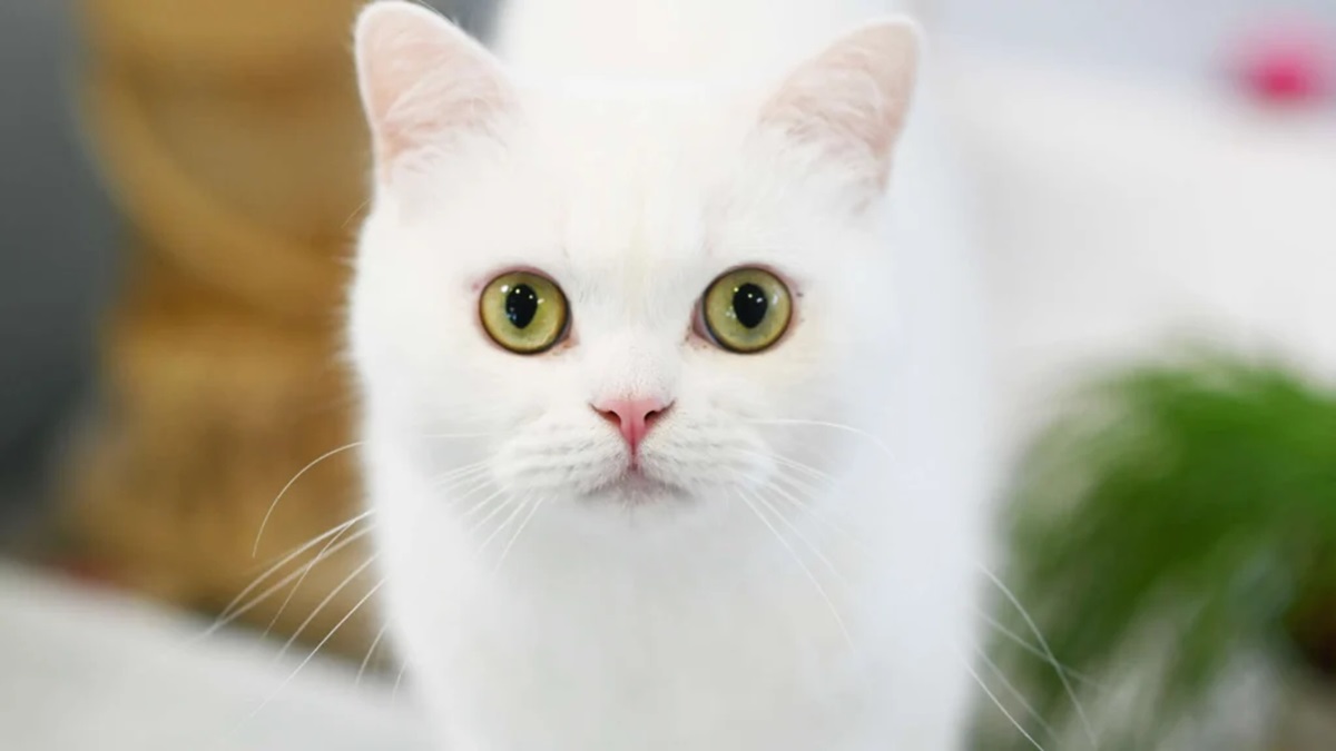 Berliner Tierheim in Sorge – Kater Bambi hofft auf ein Wunder
