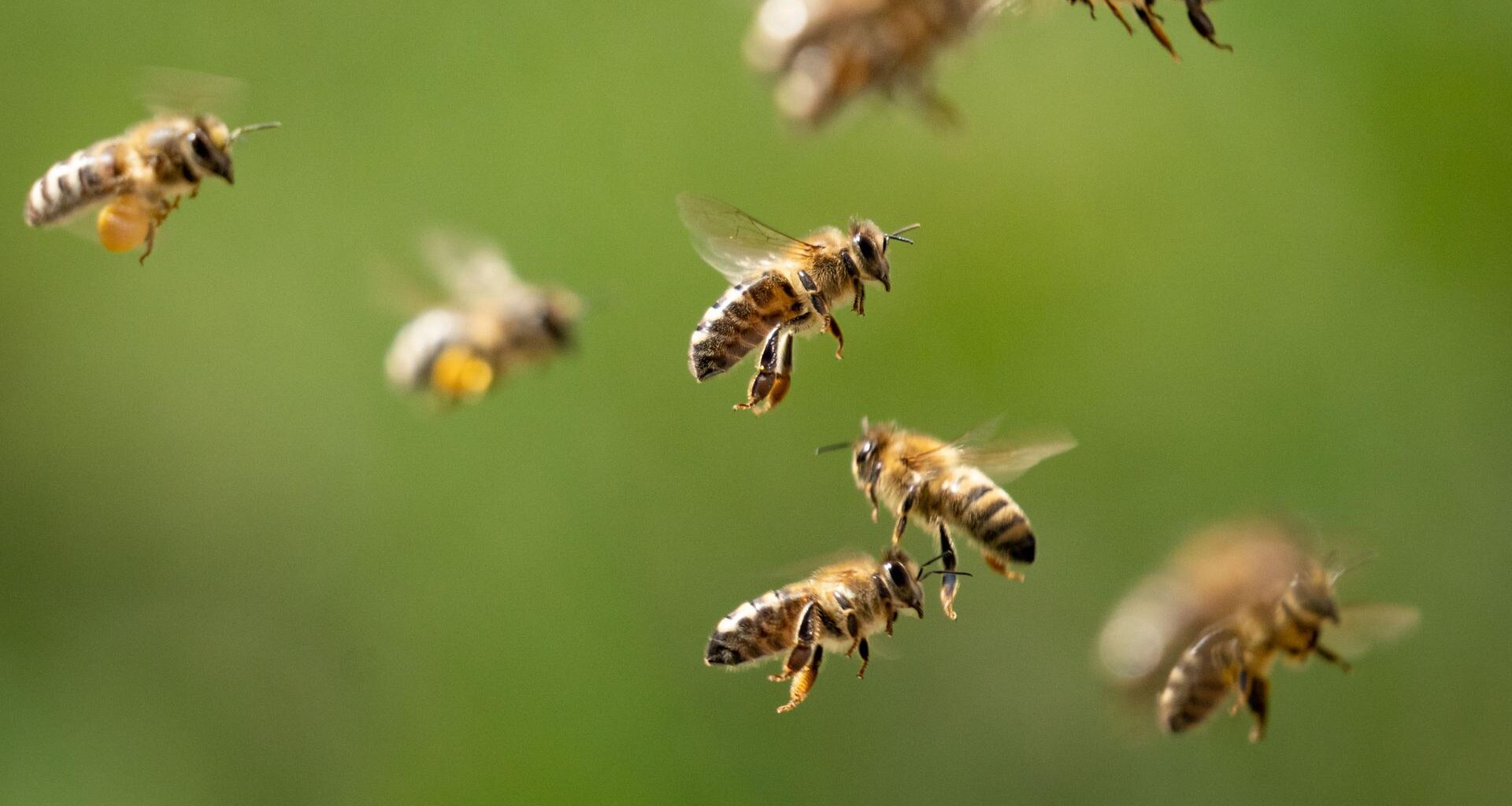 Bienen im Flug
