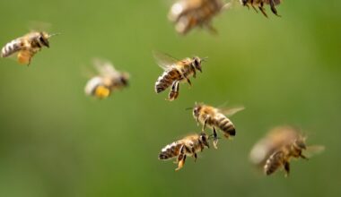 Bienen im Flug
