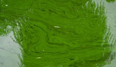 Giftige Blaualgen am Stadtparksee in Hamburg-Nord entdeckt
