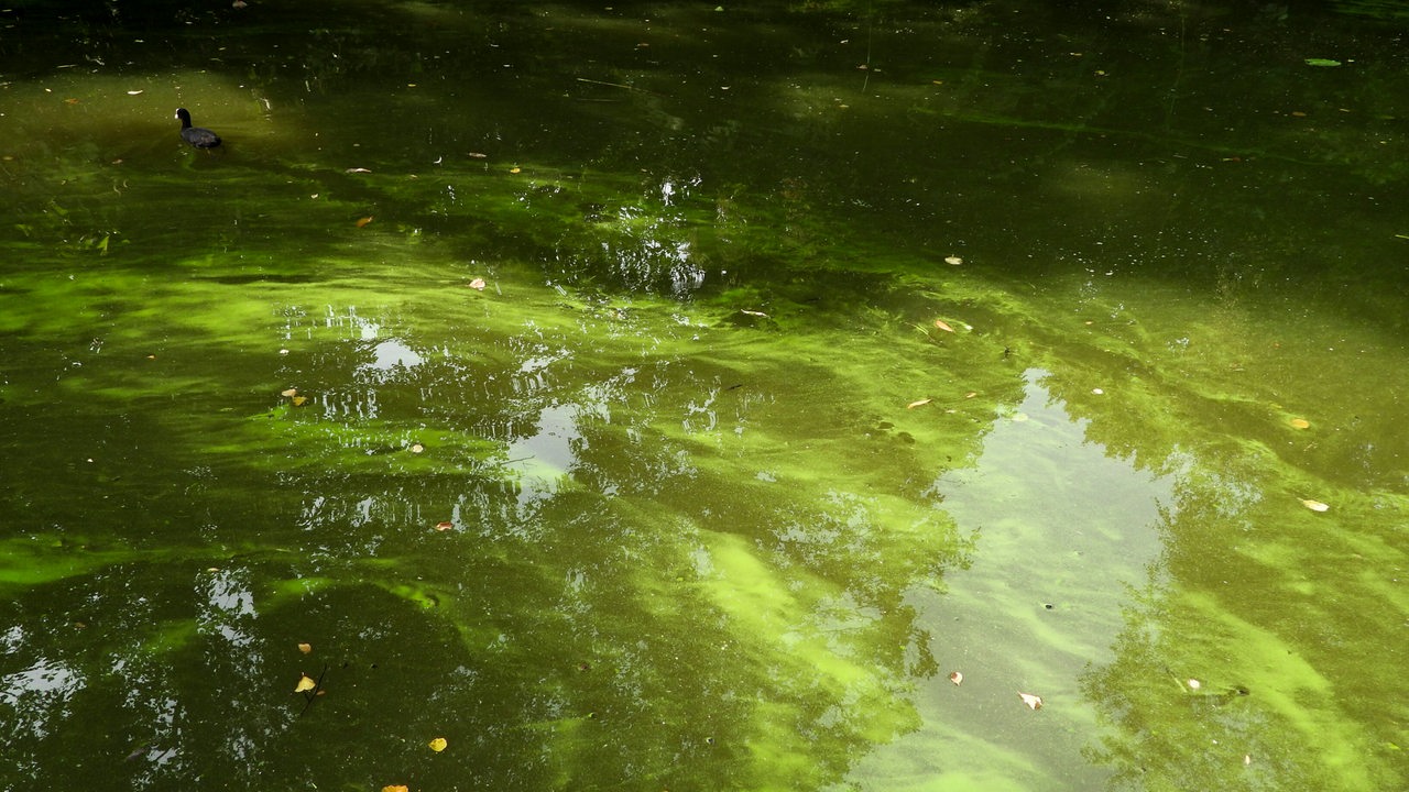Blaualgen-Warnung für 2 Bremer Badeseen