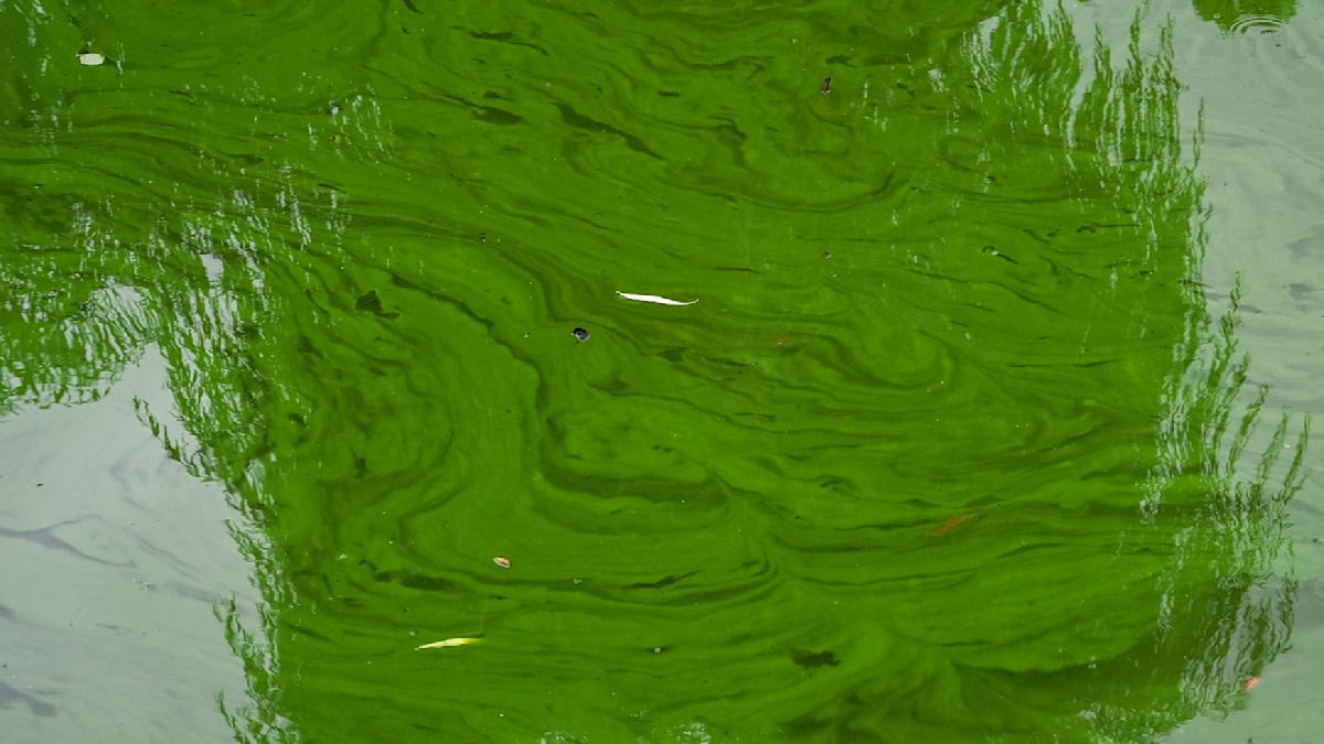 Giftige Blaualgen am Stadtparksee in Hamburg-Nord entdeckt