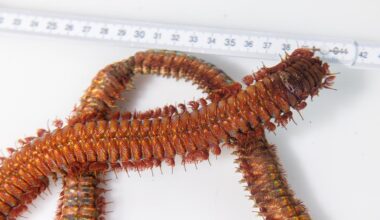 Auf der Suche nach dem Borstenwurm im Karlsruher Aquarium