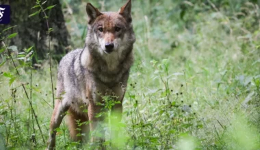 Neuer Wolf nun im Lahn-Dill-Kreis heimisch: Aktuelle Nachrichten aus Frankfurt & Hessen