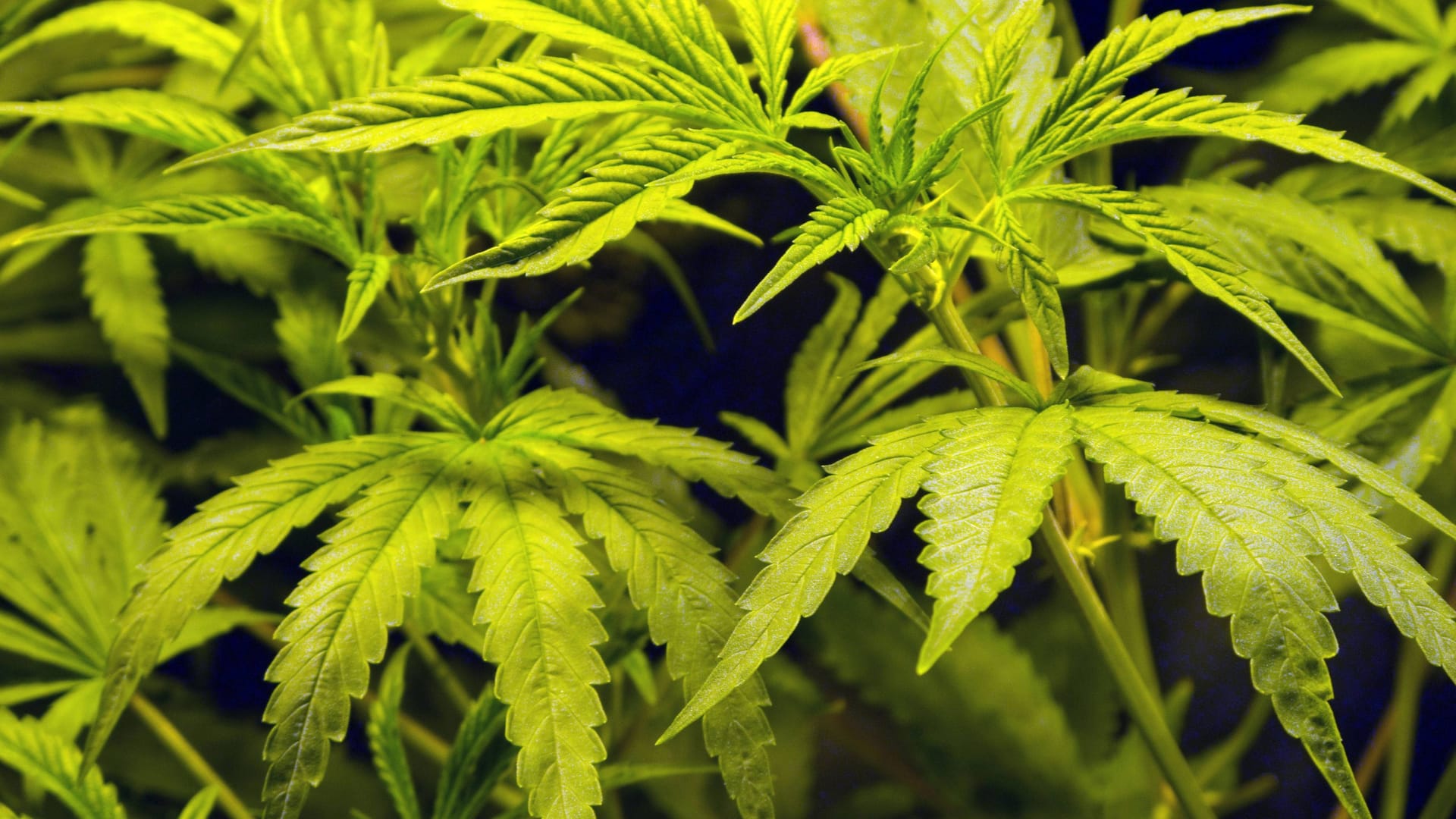 Cannabis (Symbolbild): Die Polizei stellte in Tonndorf 19 Kilogramm Marihuana sicher.