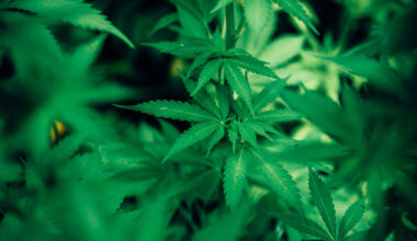 Dringlichkeitsantrag von die Partei: Warum geht die Stadtverwaltung Köln gegen die gewerbliche Abgabe von Cannabis-Stecklingen vor?