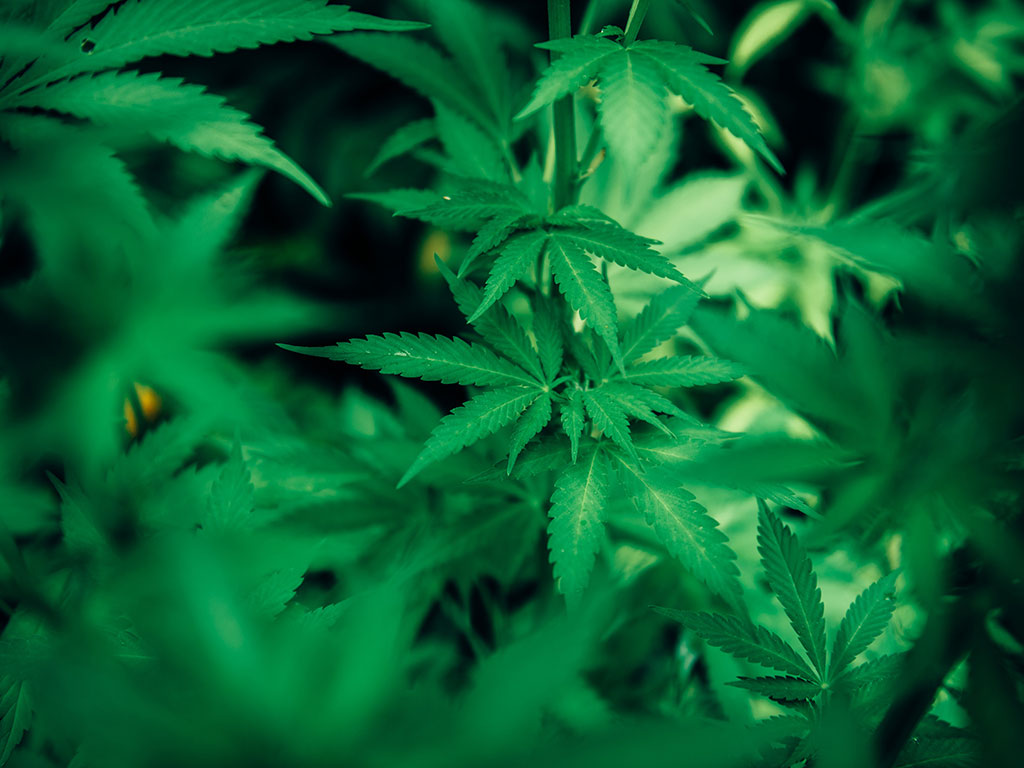 Dringlichkeitsantrag von die Partei: Warum geht die Stadtverwaltung Köln gegen die gewerbliche Abgabe von Cannabis-Stecklingen vor?