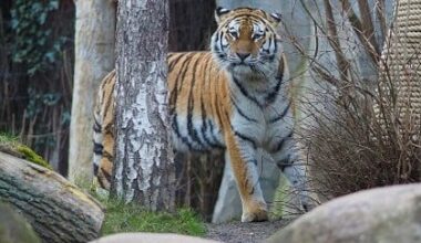 Zoo Leipzig: Drei Tigerbabys eingeschläfert | Regional