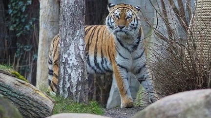 Zoo Leipzig: Drei Tigerbabys eingeschläfert | Regional