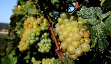 Frankreich hofft auf Zoll-Ausnahmen für wichtige Wein-Industrie