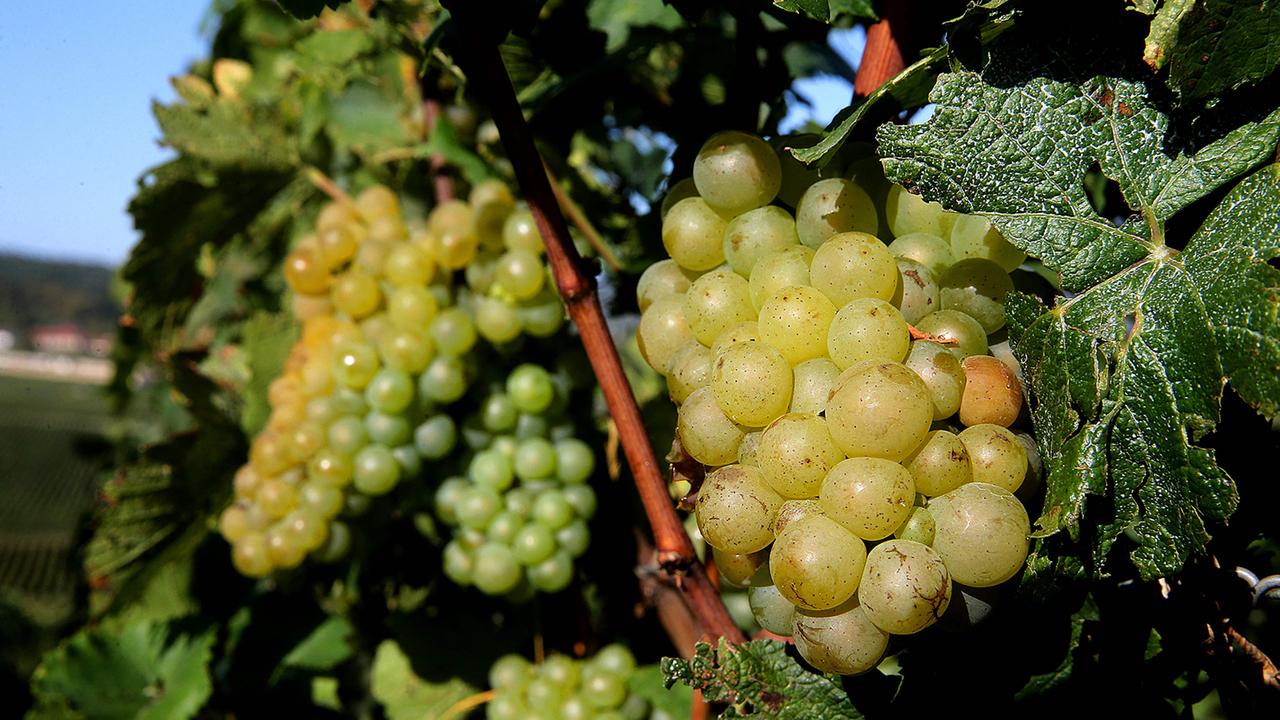 Frankreich hofft auf Zoll-Ausnahmen für wichtige Wein-Industrie