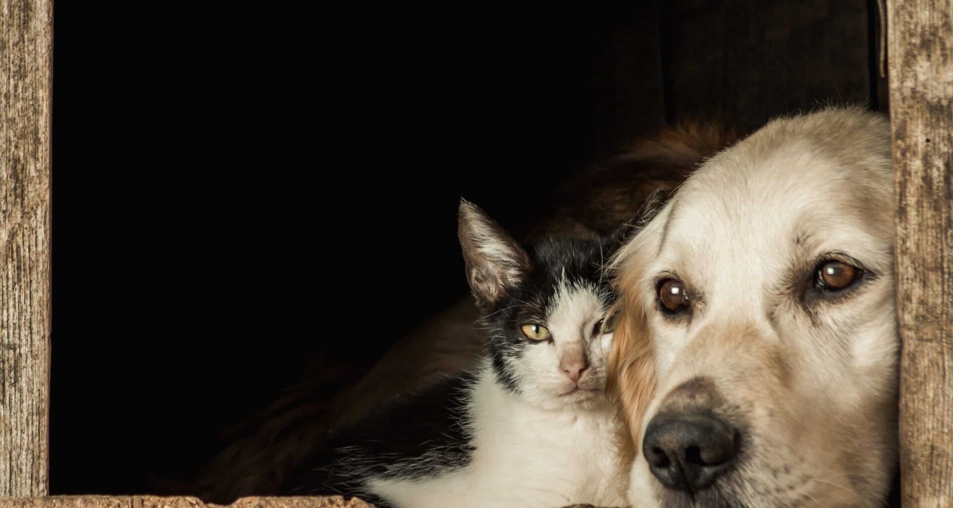 Besser leben mit Hund, Katze und Co.: Dortmunds Tierschutzbeauftragte gibt wichtige Tipps an der VHS