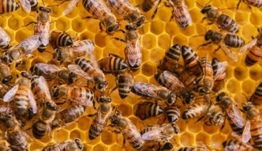 Bienengift gegen Brustkrebs: Neue Hoffnung Melittin