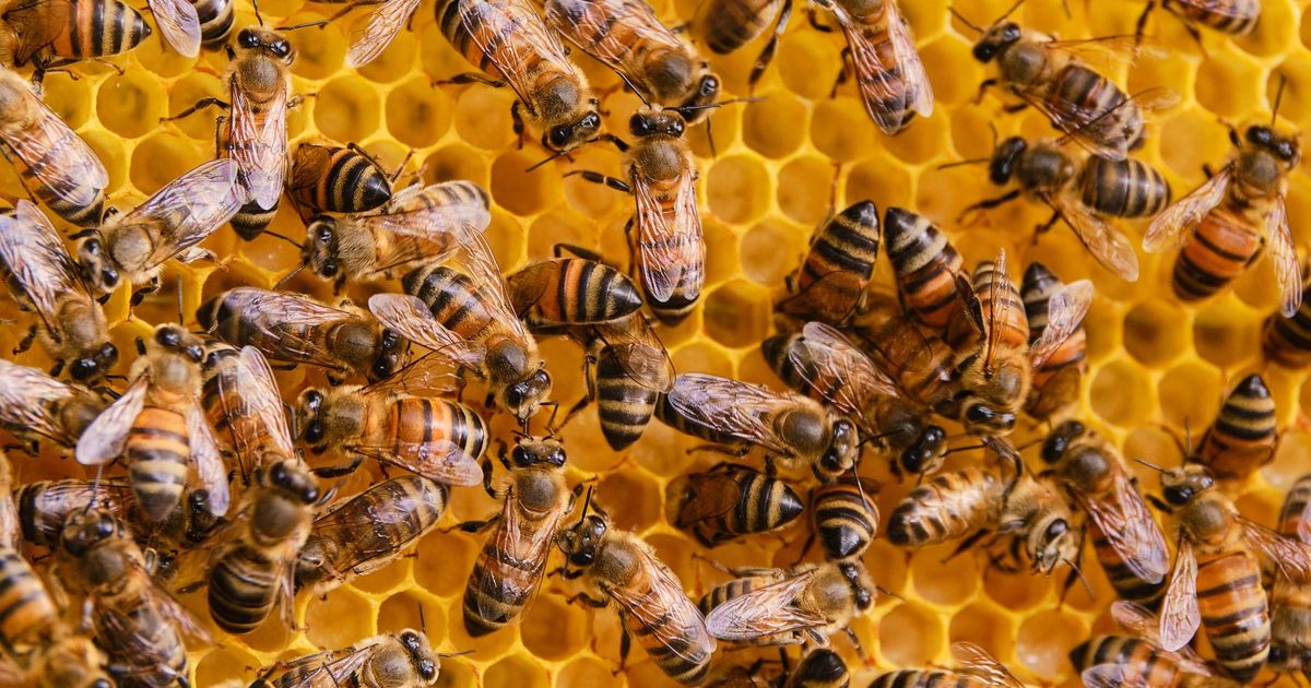 Bienengift gegen Brustkrebs: Neue Hoffnung Melittin