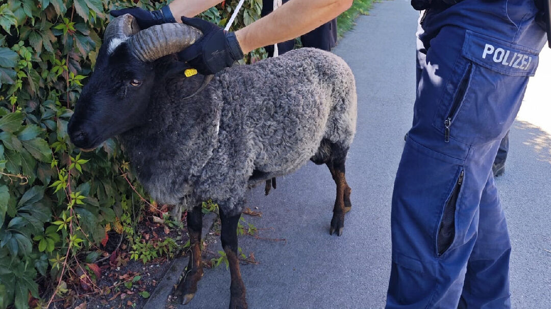 Schafbock auf Abwegen - Radio Lausitz