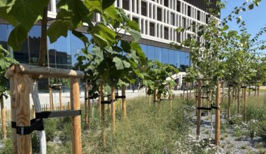 Wächst hier ein Wald vorm Dresdner Stadtforum?