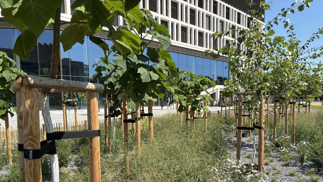 Wächst hier ein Wald vorm Dresdner Stadtforum?