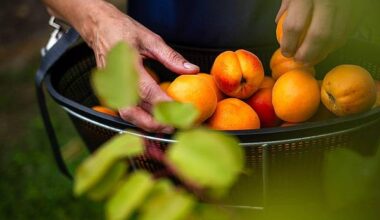 Bonn | Den Sommer auf Eis legen: 10 Tipps zum Einfrieren der Ernte