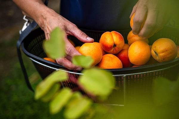 Bonn | Den Sommer auf Eis legen: 10 Tipps zum Einfrieren der Ernte