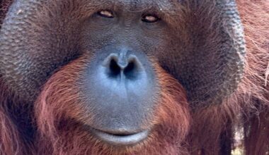 Bangkok/Berlin | Orang-Utans schützen – vom Frühstück bis zur Fernreise