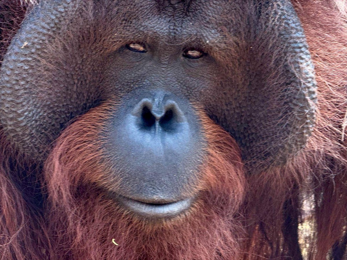 Bangkok/Berlin | Orang-Utans schützen – vom Frühstück bis zur Fernreise