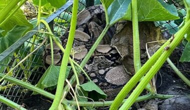 Würgeschlange in Herforder Garten | Radio Bielefeld