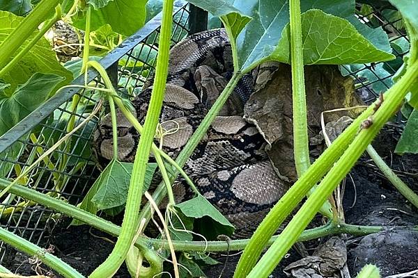 Würgeschlange in Herforder Garten | Radio Bielefeld