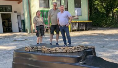 Herford: Besitzer von Boa Constrictor meldet sich nicht