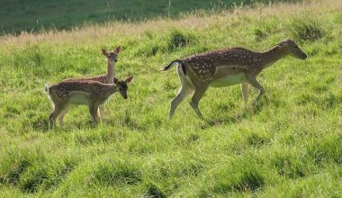 Nachwuchs beim Damwild im Bielefelder Tierpark Olderdissen