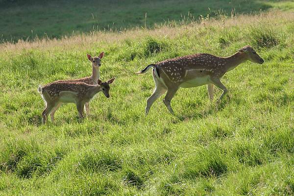 Nachwuchs beim Damwild im Bielefelder Tierpark Olderdissen