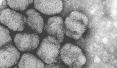 Pocken sind ausgerottet – aber nicht die Tierpocken