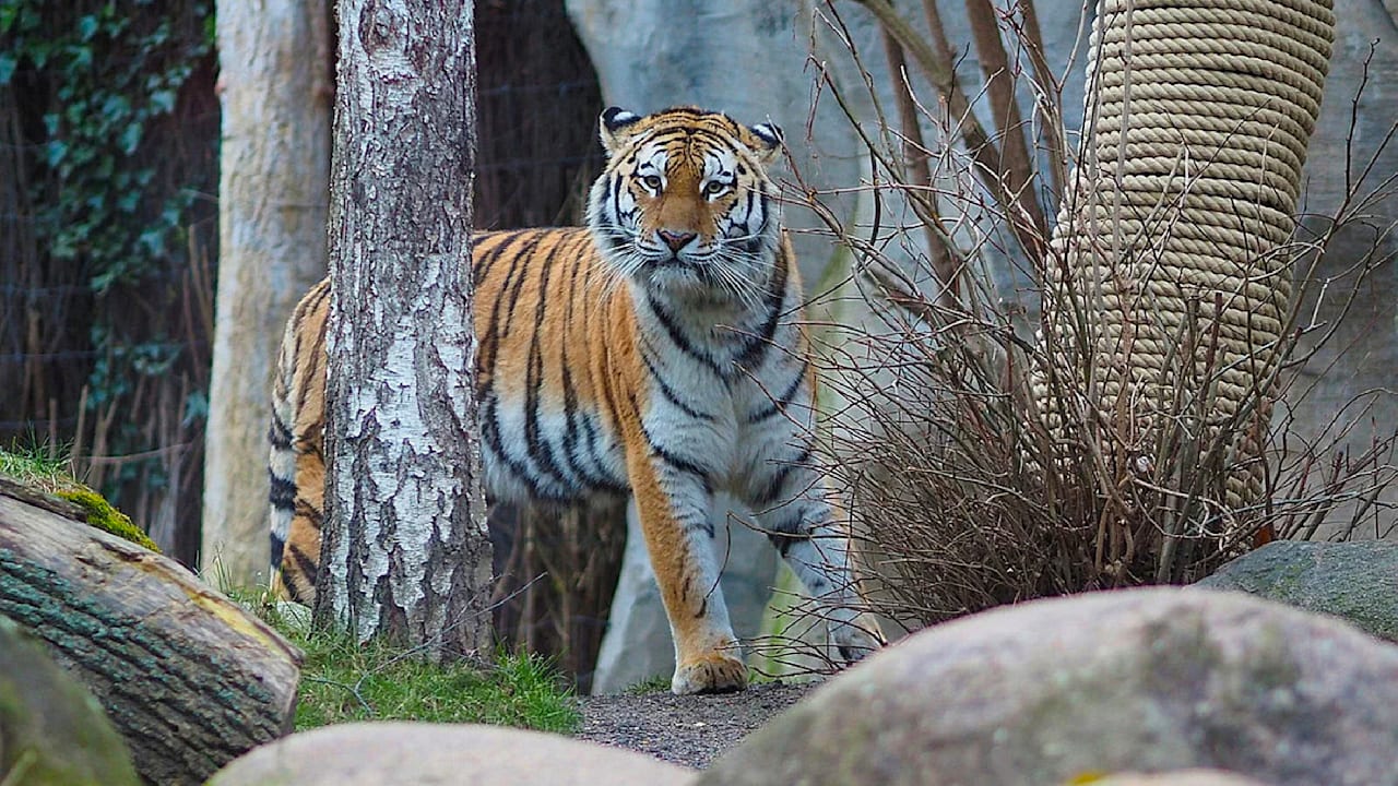 Leipzig: Anzeige gegen Zoo wegen eingeschläferter Tigerbabys | Regional