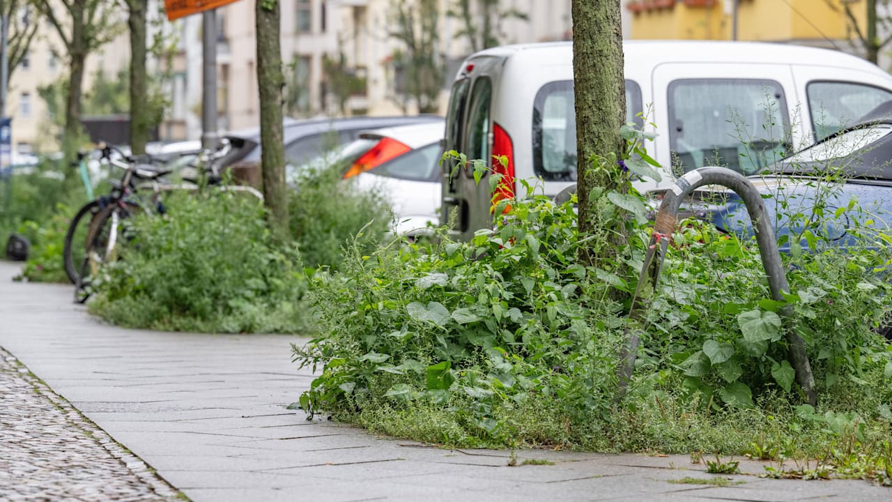Gunnar Schupelius: Pflaster auf Berliner Gehwegen wächst einfach zu | Regional