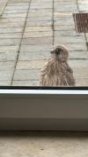 Der Greifvogel-Nachwuchs wirft auch einen kritischen Blick in die Behörde.