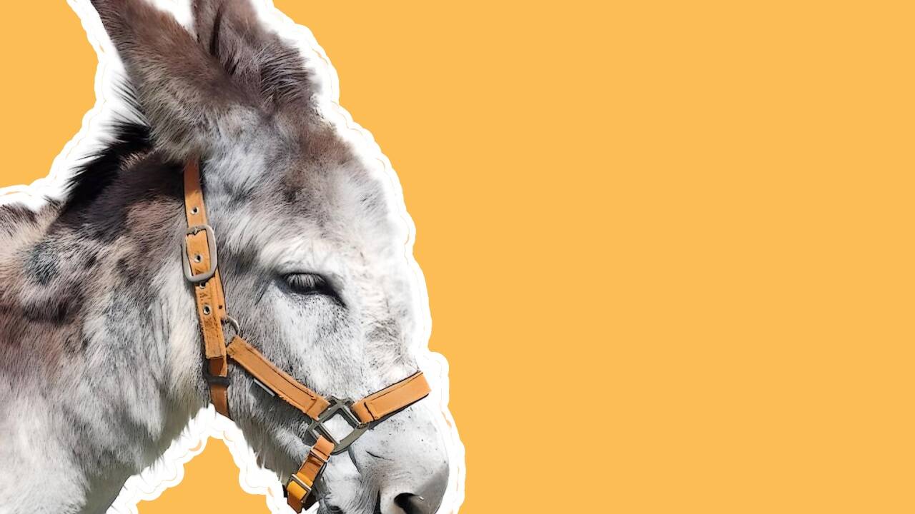 Das ist unser Calisson. Er ist klüger und stärker als wir – Gott sei Dank weiß er es nicht.