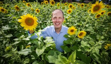 Sonnenblumen auf Vertrauensbasis