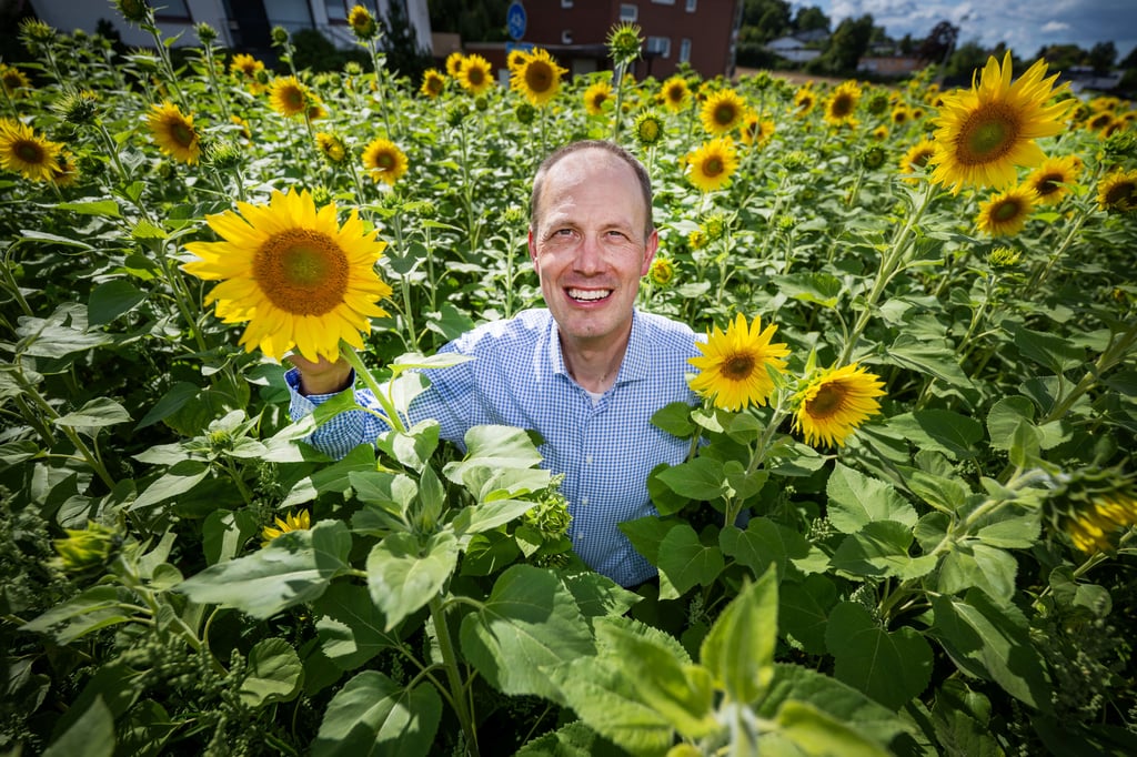 Sonnenblumen auf Vertrauensbasis
