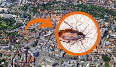Ekel-Plage in Braunschweig droht! Kleine Krabbler sind auf dem Vormarsch