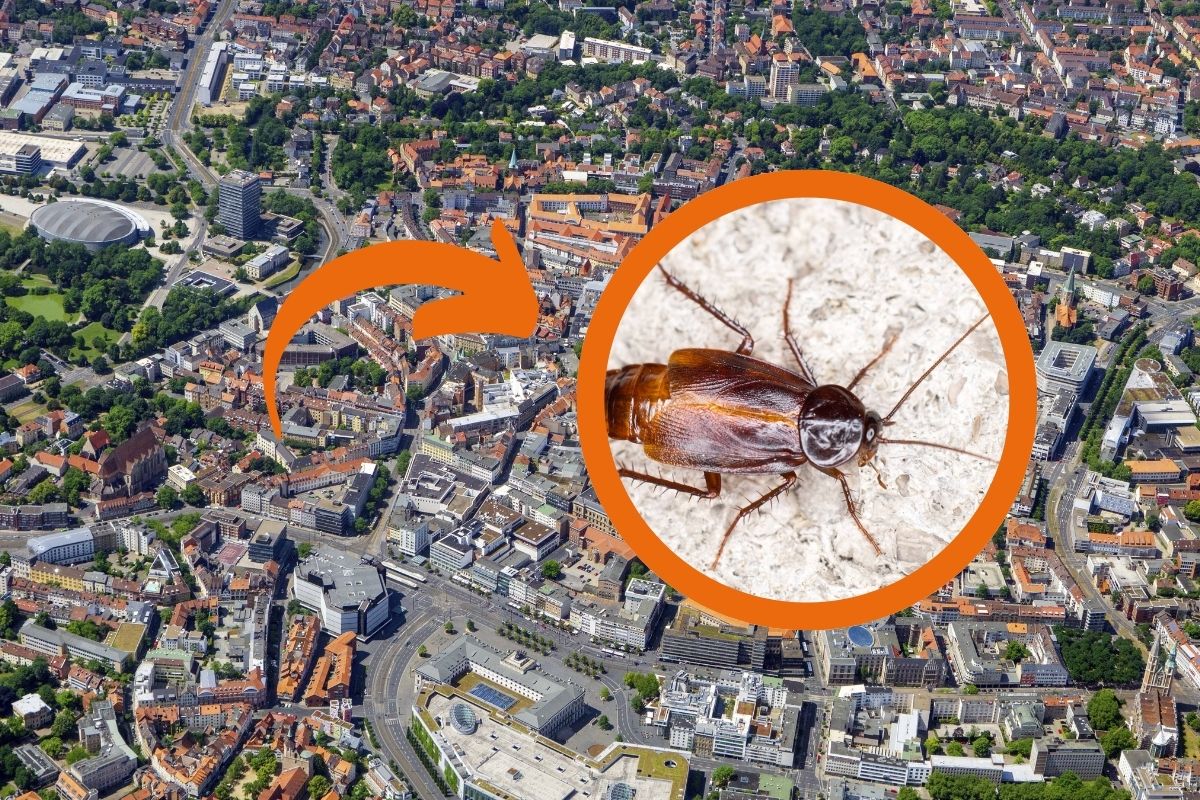 Ekel-Plage in Braunschweig droht! Kleine Krabbler sind auf dem Vormarsch