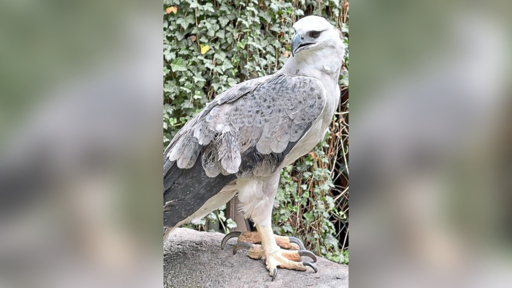 Nach mehr als 20 Jahren ist im Tiergarten Nürnberg wieder ein Harpyien-Küken geschlüpft