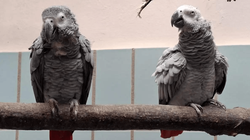 Die beiden Papageien: Die befinden sich seit Juli im Tierheim.