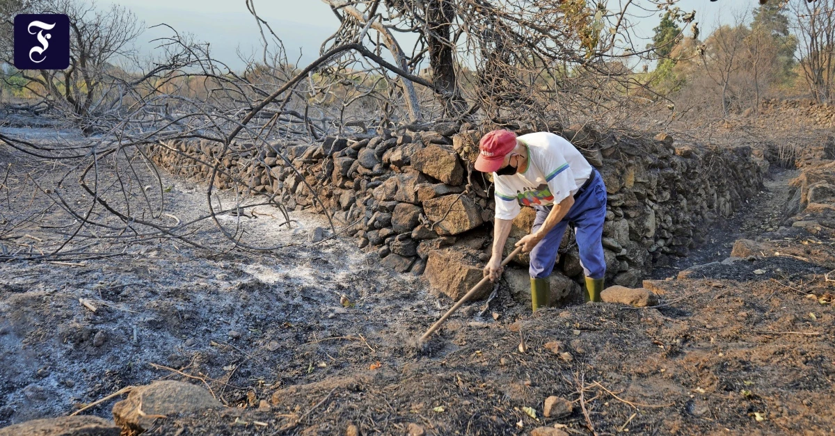 Wie geht es nach den Waldbränden in Spanien weiter?