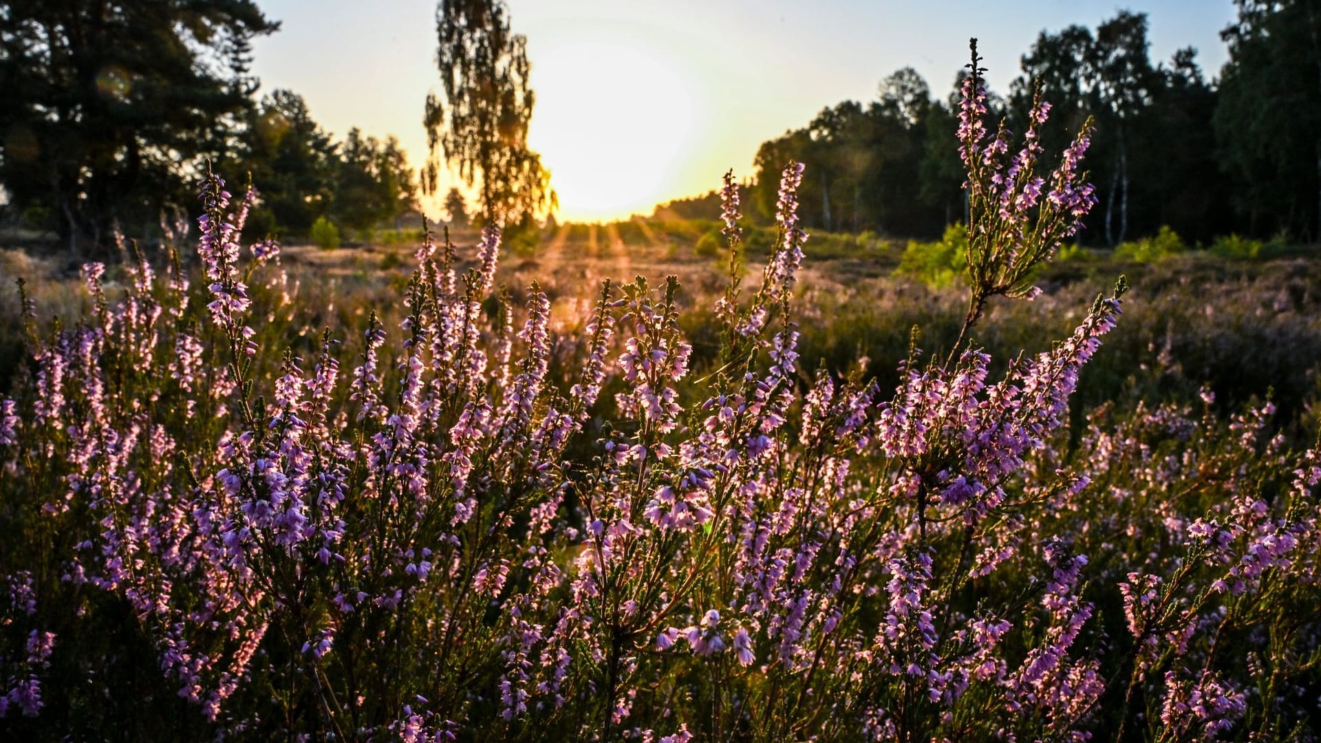 Heideblüte in der Kyritz-Ruppiner Heide