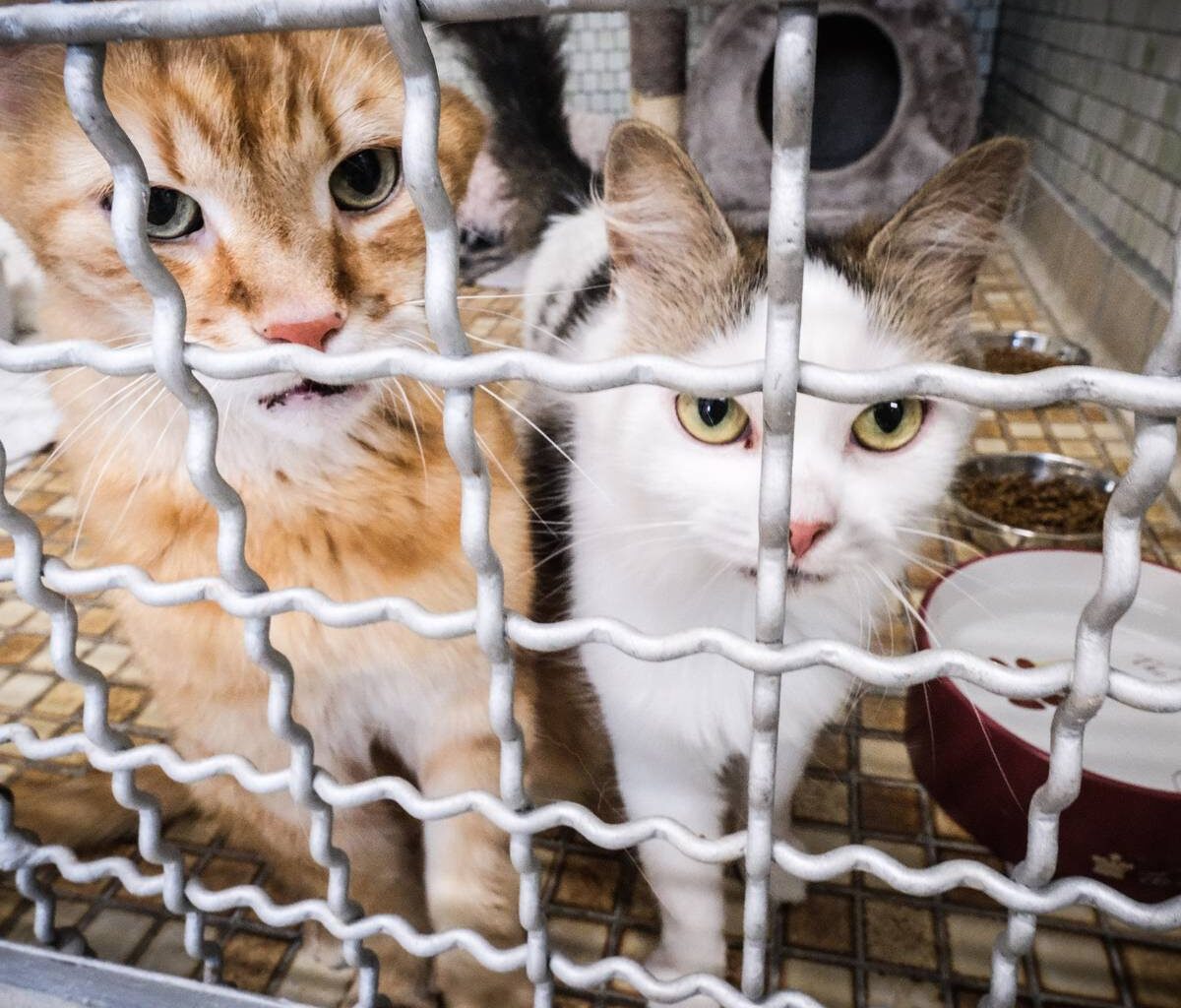 Duisburger Tierheim kämpft gegen Überfüllung